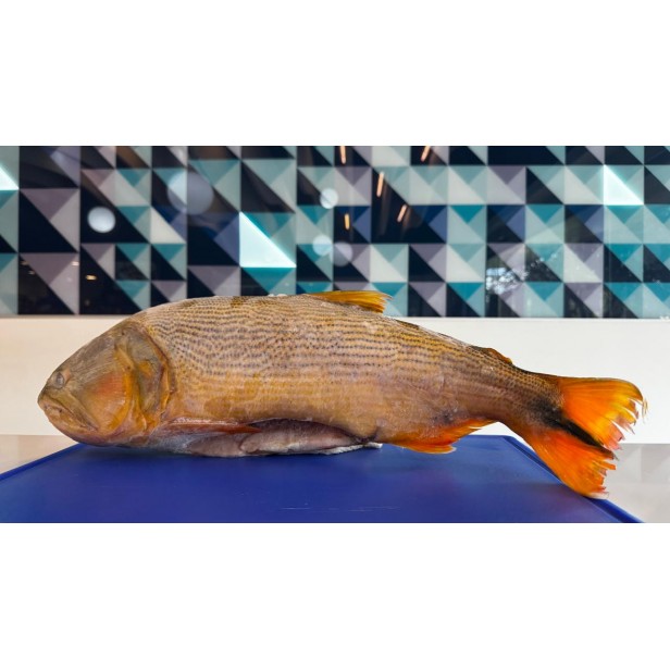 Dorado entero congelado (eviscerado)