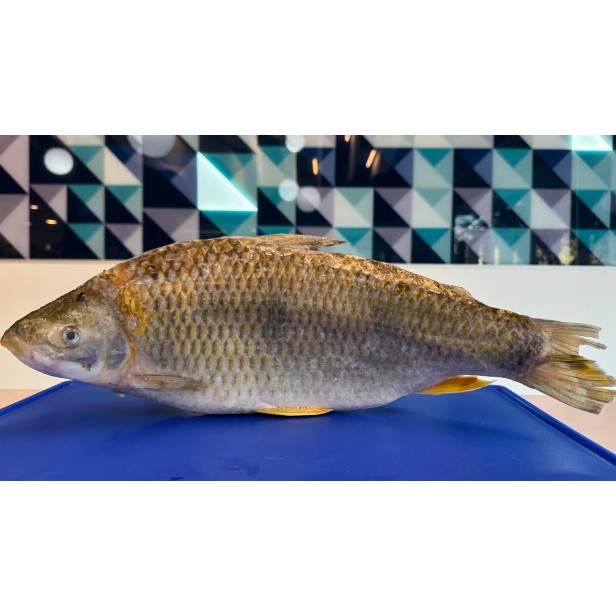 Boga entera congelada (eviscerada)